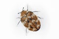 Varied carpet beetle Anthrenus verbasci.