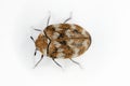 Varied carpet beetle Anthrenus verbasci.