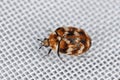 Varied carpet beetle, Anthrenus verbasci. Adult, Dermestidae on fragment of a window curtain. Royalty Free Stock Photo