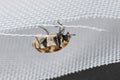 Varied carpet beetle, Anthrenus verbasci. Adult, Dermestidae. Royalty Free Stock Photo