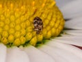 Macro of a varied carpet beetle (Anthrenus verbasci)