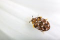 Varied carpet beetle