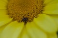 Varied Carpet Beetle on a Fiveneedle Pricklyleaf