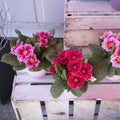 Varied primrose in pots on the counter for sale Royalty Free Stock Photo