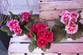 Varied primrose in pots on the counter for sale Royalty Free Stock Photo