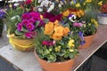 Varied primrose in pots on the counter for sale Royalty Free Stock Photo