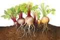 Varied root vegetables with lush leaves, illustrating underground growth