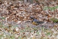 Varied Thrush bird