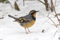 Varied Thrush bird Royalty Free Stock Photo