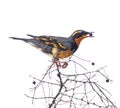 varied thrush eating a berry from a crab apple tree