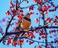 varied thrush eating a berry from a crab apple tree