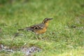 Varied Thrush Ixoreus naevius foraging on grass