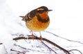 A Varied Thrush Ixoreus naevius on Tree Branch Royalty Free Stock Photo