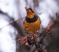 Varied thrush in a natural environment background Royalty Free Stock Photo