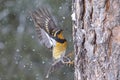 Varied thrush on side of tree flaps its wings