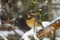 Varied thrush perched in tree Royalty Free Stock Photo