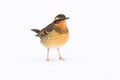 Varied Thrush standing alone on a blanket of white snow