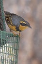 Varied Thrush on suet cage