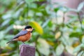 Bird sitting on a fence post in the forest, Varied tit Royalty Free Stock Photo