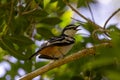 Varied Triller in Queensland Australia