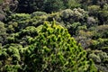 The varied vegetation of the Campos de JordÃÂ£o mountain