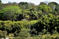 Varied vegetation in the interior of Mogi das Cruzes