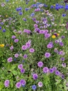 Varied wild flowers in a field.