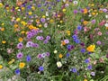 Varied wild flowers in a field.