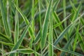 Variegata Carex siderosticha. Sedge decorative, silver wheatgrass. Royalty Free Stock Photo