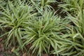 Variegate foliage of Liriope muscari plants