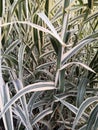 Variegate long leaves background. Decorative long grass, evergreen sedge with white and green striped foliage.