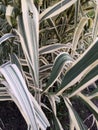 Variegate long leaves background. Decorative long grass, evergreen sedge with white and green striped foliage. Royalty Free Stock Photo