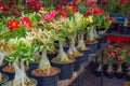 Variegated variegated adenium of various flowering colors in pots on display in the garden. Royalty Free Stock Photo