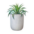 Variegated Agave desmettiana Agave Plant in Grey Clay Pot Isolated on White Background with Clipping Path Royalty Free Stock Photo