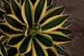 Variegated Agave Plant