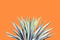 Variegated Agave Plant on Colorful Orange Background