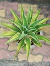 a variegated Agave succulent, possibly an Agave desmettiana Variegata. Royalty Free Stock Photo