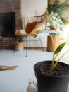 Variegated Alocasia Micholitziana, commonly known as Alocasia Frydek, in a bright interior Royalty Free Stock Photo