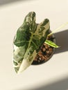 Variegated Alocasia Micholitziana, commonly known as Alocasia Frydek, in the early morning sun