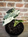 Variegated Alocasia Micholitziana, commonly known as Alocasia Frydek