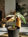 Variegated Alocasia Micholitziana, commonly known as Alocasia Frydek , in a sunny living room