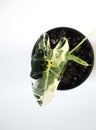 Variegated Alocasia Micholitziana, commonly known as Alocasia Frydek, on a white back ground