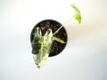 Variegated Alocasia Micholitziana, commonly known as Alocasia Frydek, on a white back ground