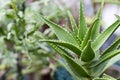 Variegated aloe closeup in the greenhouse on the background of other plants. Background.