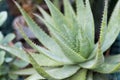 Variegated aloe closeup in the greenhouse on the background of other plants. Background.