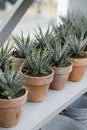 Variegated Aloe Vera Plants