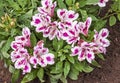 Variegated Alstromeria Flowers and Leaves Sprinkled with Raindrops