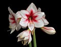 Variegated Amaryllis (Hippeastrum) isolated Royalty Free Stock Photo