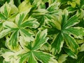 Variegated Astrantia Leaves