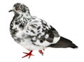 Variegated black-and white color of Grey dove isolated on a white background. Feral Pigeon
